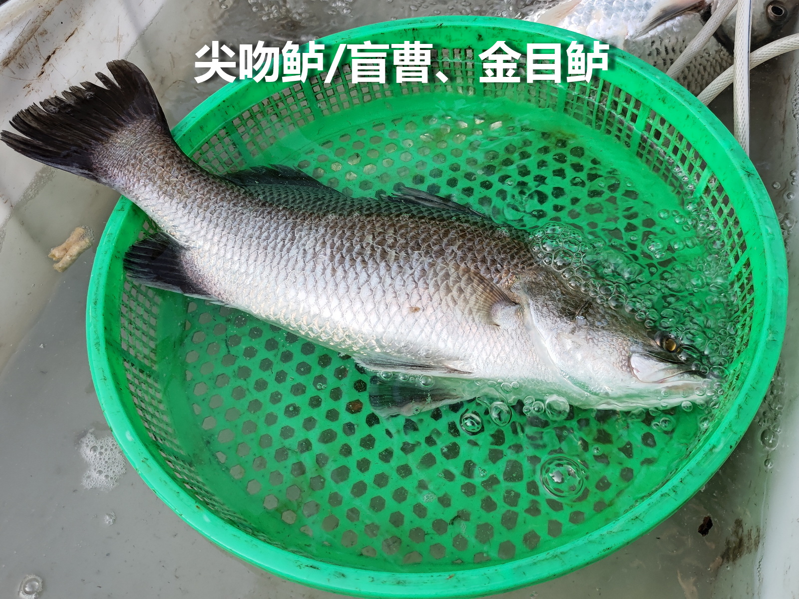 【尖吻鲈、尼罗尖吻鲈、红眼沙鲈】

1、尖吻鲈，Lates calcarifer