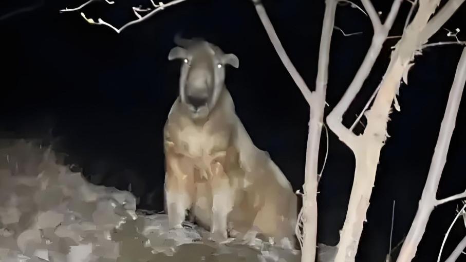 夜闯秦岭遇“杀人王”羚牛！网友惊魂3秒对峙，这货比野猪还狠？