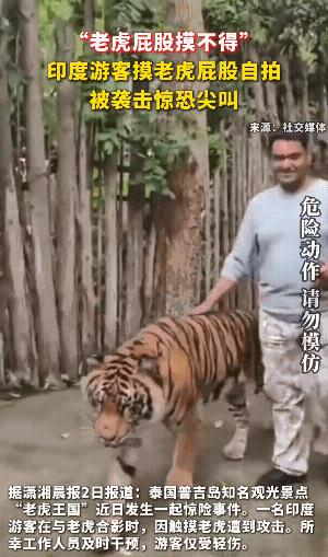 印度的游客胆儿真大，都说了老虎的屁股摸不得，非要摸着老虎屁股拍照，结果险些给老虎