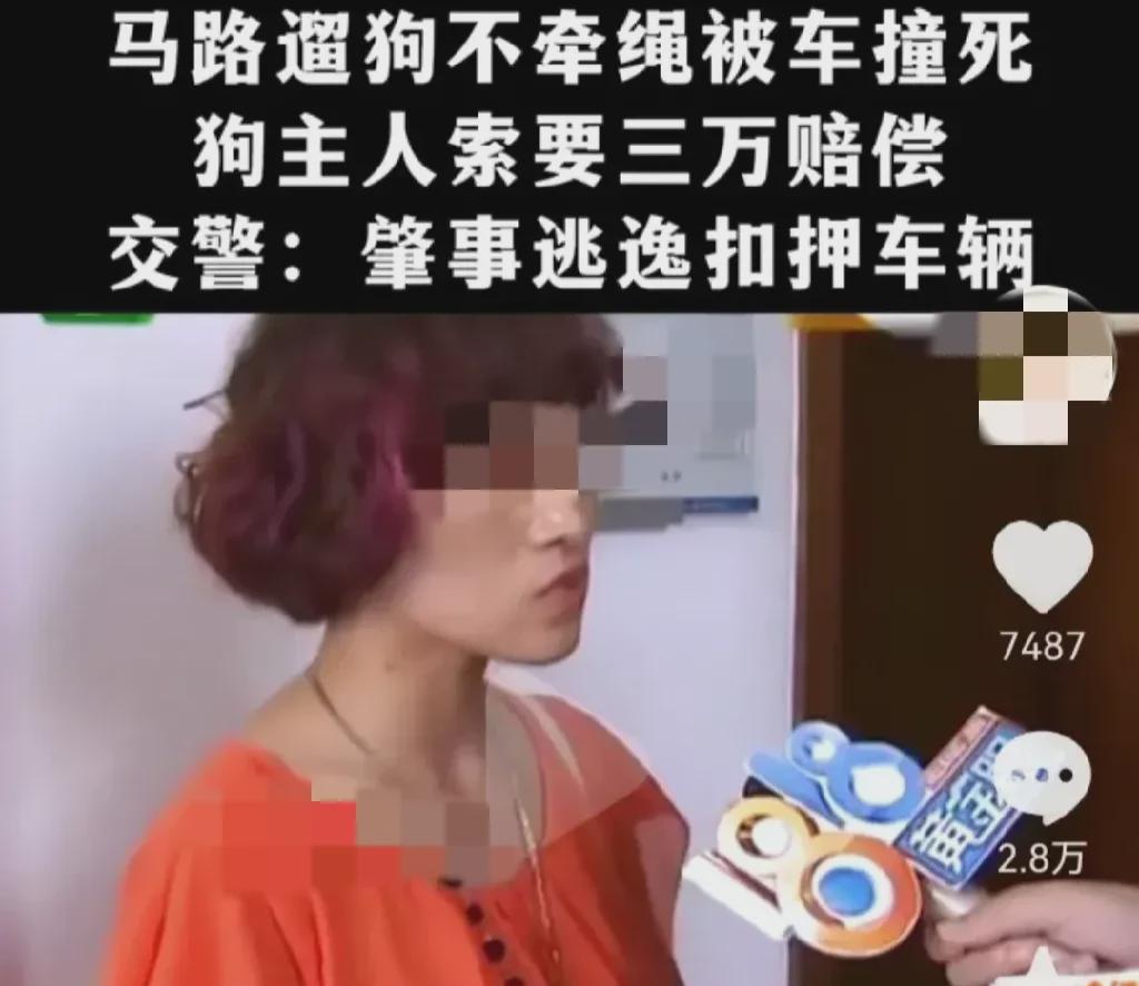 浙江湖州，一女子将野狗撞飞，狗跑走了。这事情，乍一听，挺普通的，开车上路，难免会