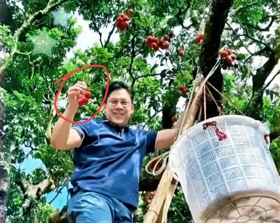 看来明星带货能力真强
全红婵在家里摘荔枝，霍启刚也爬上梯子模仿她摘荔枝，不知道