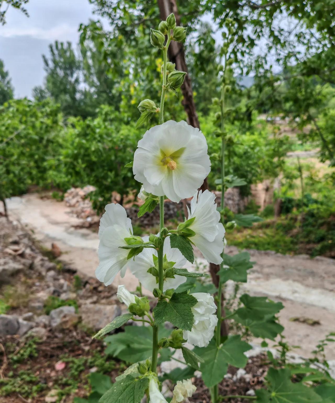 路边的花开的红白分明
甚是漂亮
花枝直上
叶子舒展
花朵像太阳