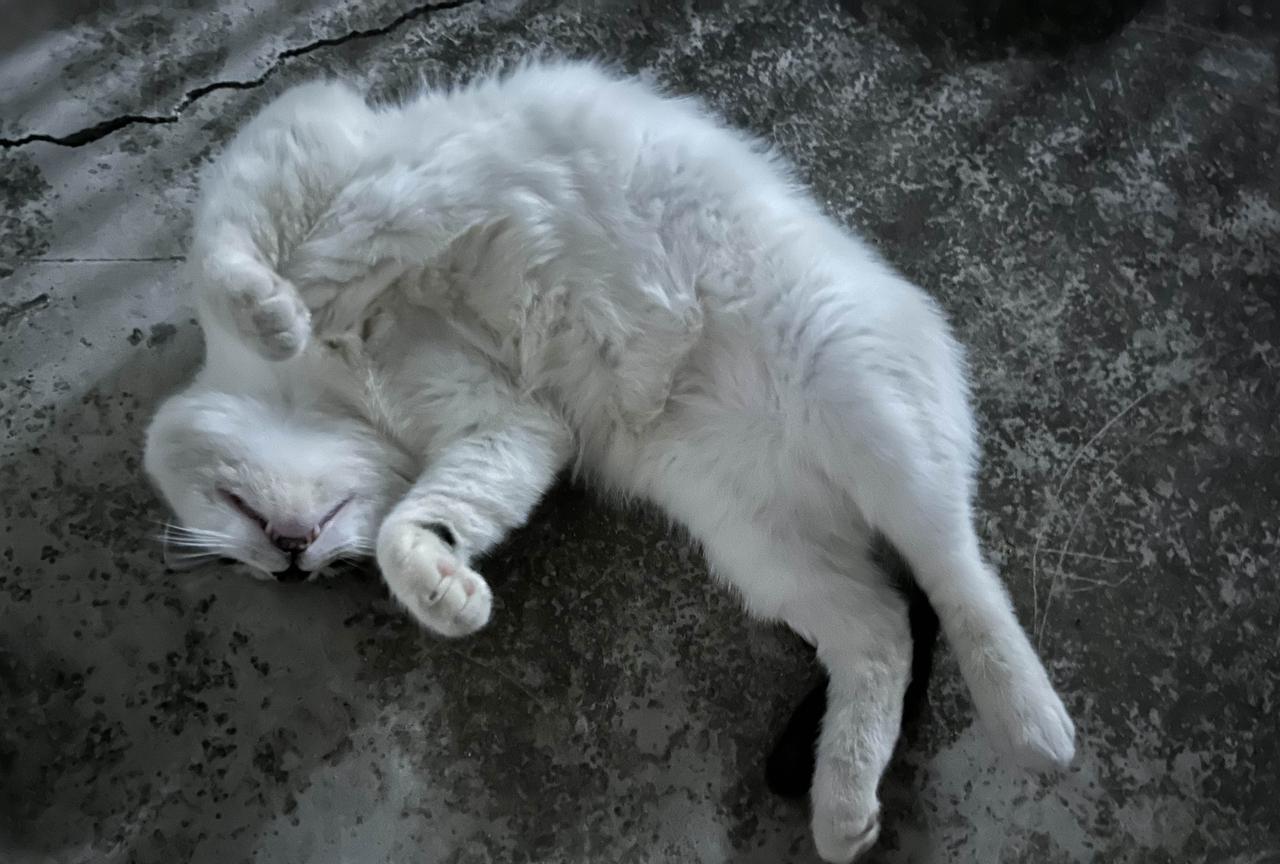 这几张图片能说明我家猫生活的有多幸福吗？
能说明它有多信任我吗？