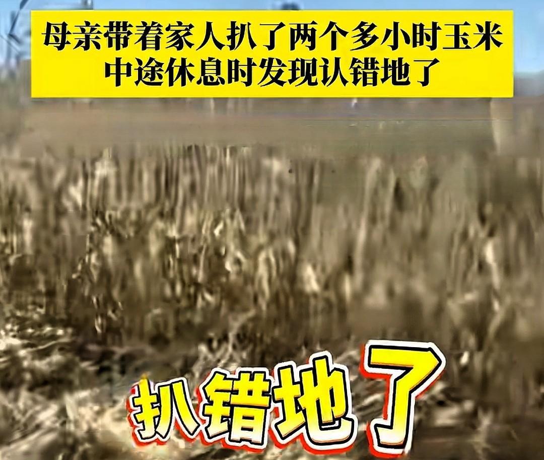 近日，在黑龙江齐齐哈尔，有个女子跟着妈妈去地里掰玉米。忙活了两个多小时后，父亲突