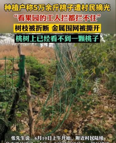 江苏徐州，男子租了1800多亩地种果树，有500亩桃树进入成熟期了，他马上就有一