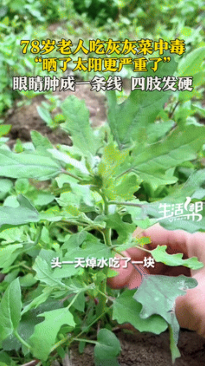 “真是吃饱了撑的！”山东济南，78岁老人吃了一口“灰灰菜”，竟中毒住院掉了半条命