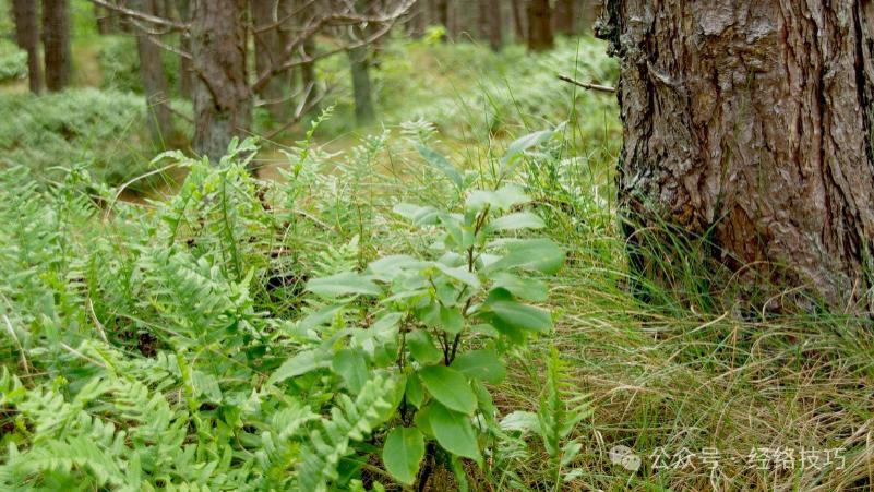 嘴里长溃疡，撒白糖有用吗？这个老方法是否真有帮助
