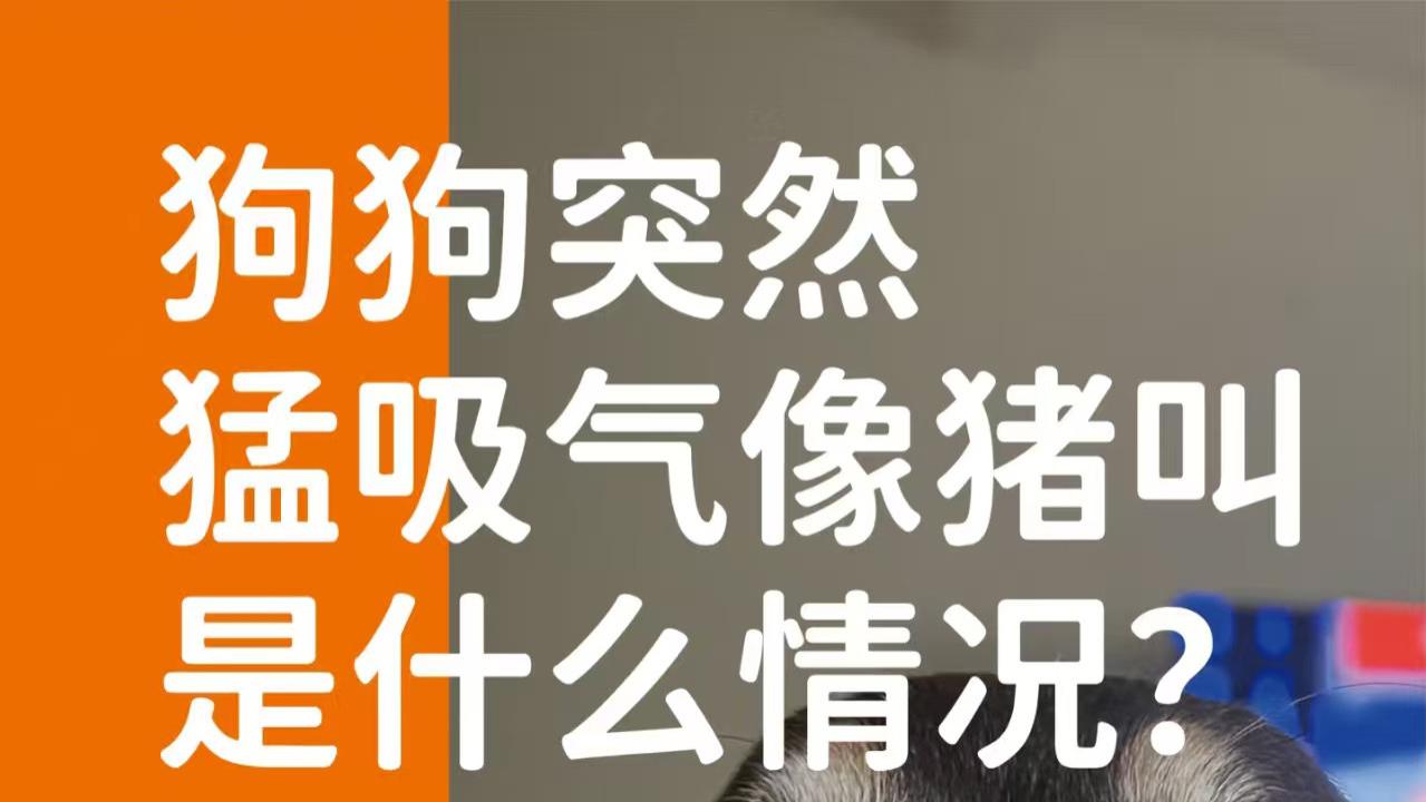 象乡宠物食品 | 狗狗突然猛吸气像猪叫是什么情况?