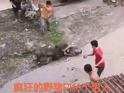 野猪盯着一个咬！其他人为什么不懂得盯着猪打？
只要打中野猪鼻子就有效果，胆大的拎
