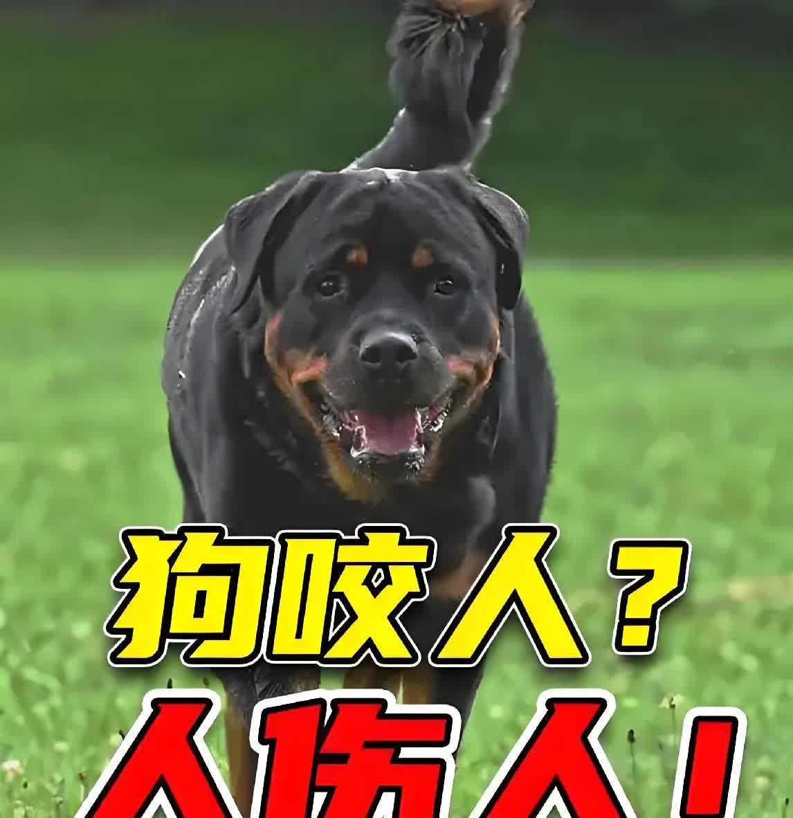 比特犬电梯内攻击女狗主，造成狗主重伤，共缝了三十多针。
       大型烈性