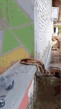 这种能吃人不？人淡定就不说了，猫都那么淡定吗？[我想静静]