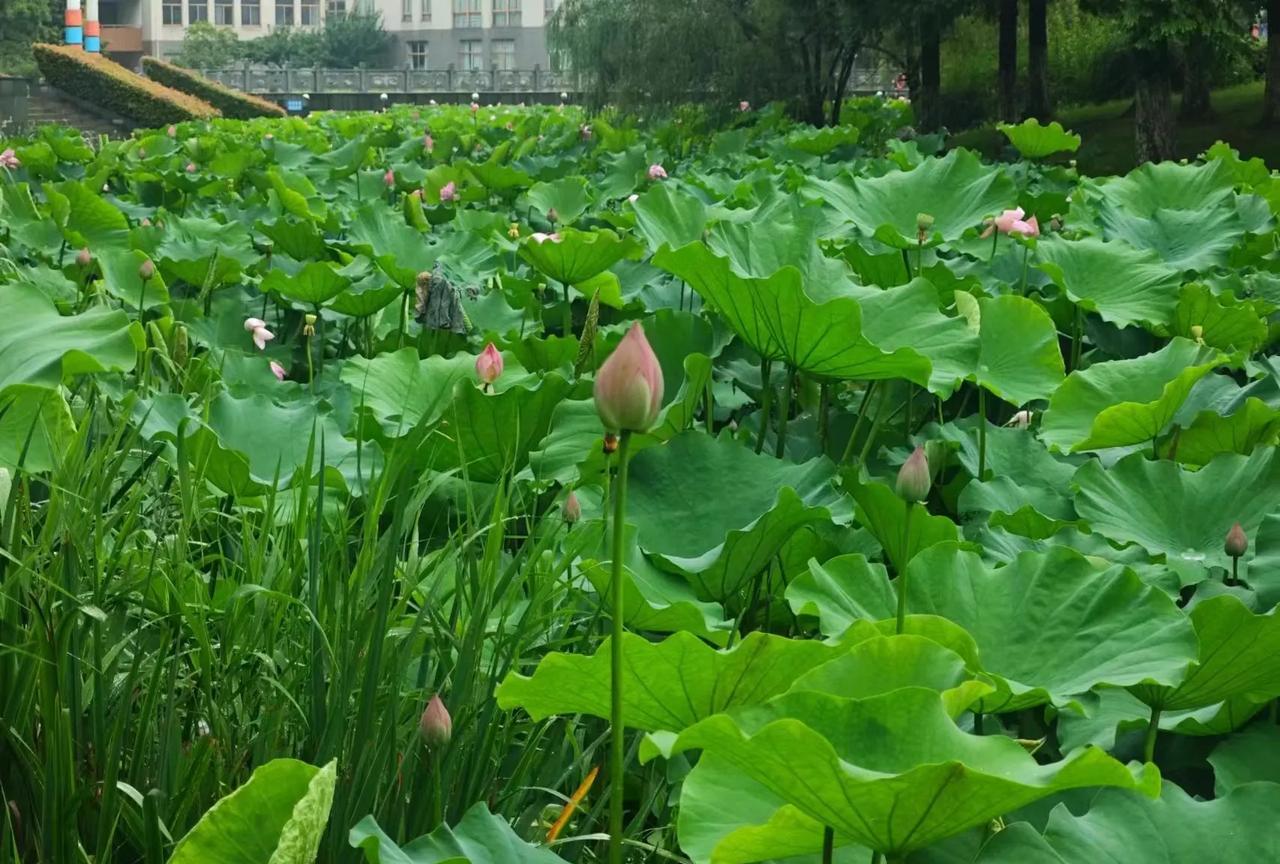 在单位里，
中层岗位的职责，
不是把重心放在工作上，
而是上通下达搞好协调，
具