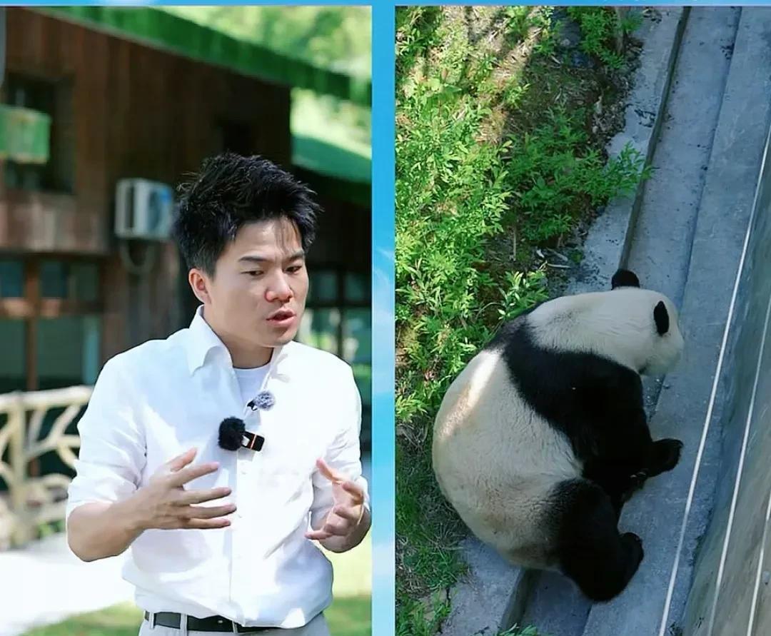 在四川行的最后一天，董宇辉在九寨沟的甲勿海熊猫景区，总结了环保意识以及与对大熊猫