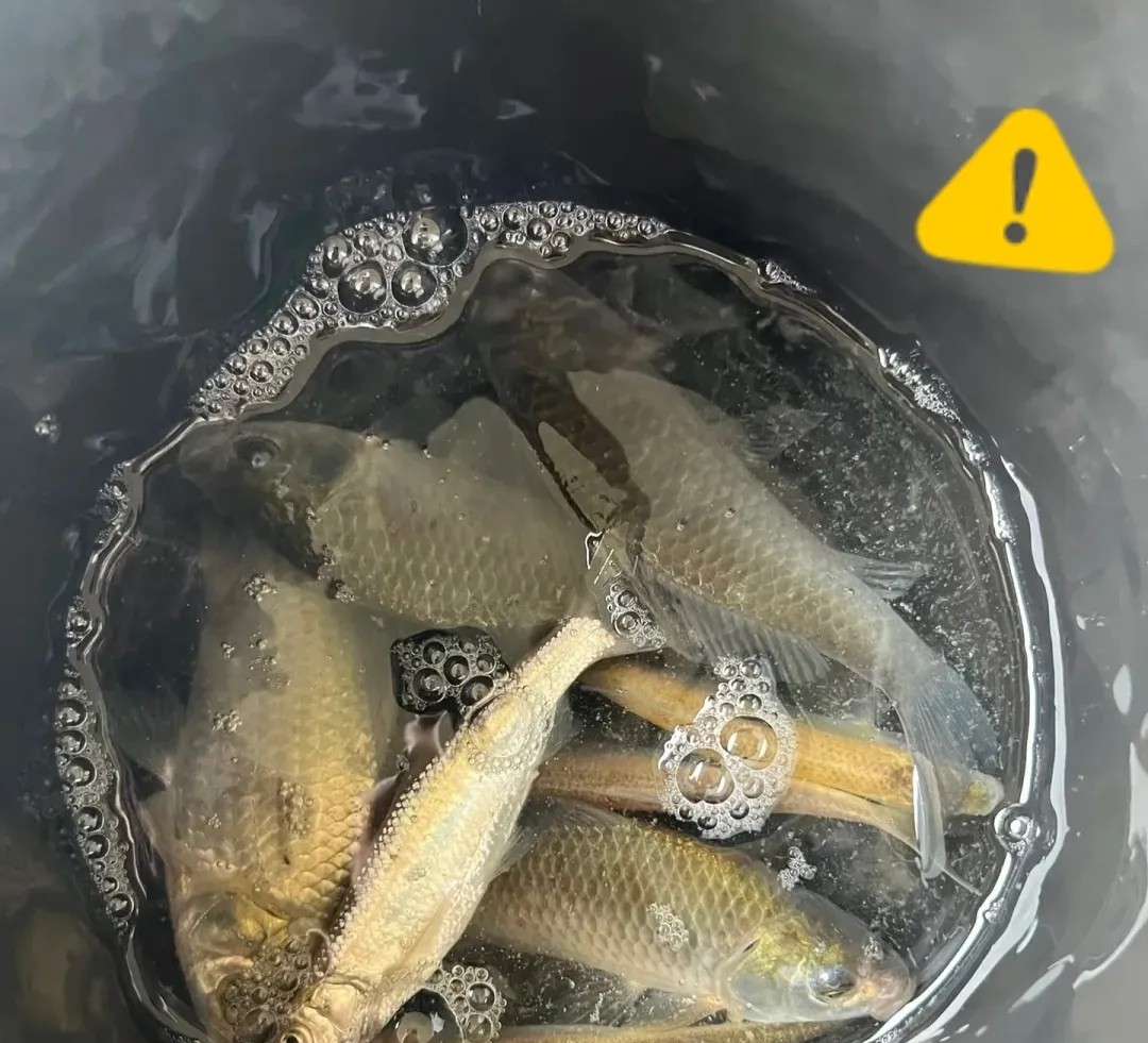 邻居大叔喜欢钓鱼，他说吃不完这么多，给我老爸送来的小杂鱼，临走时我给了他20块钱