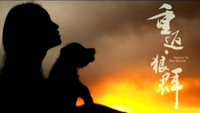 藏了七年的红腰带，是狼王格林给人间最后的温柔