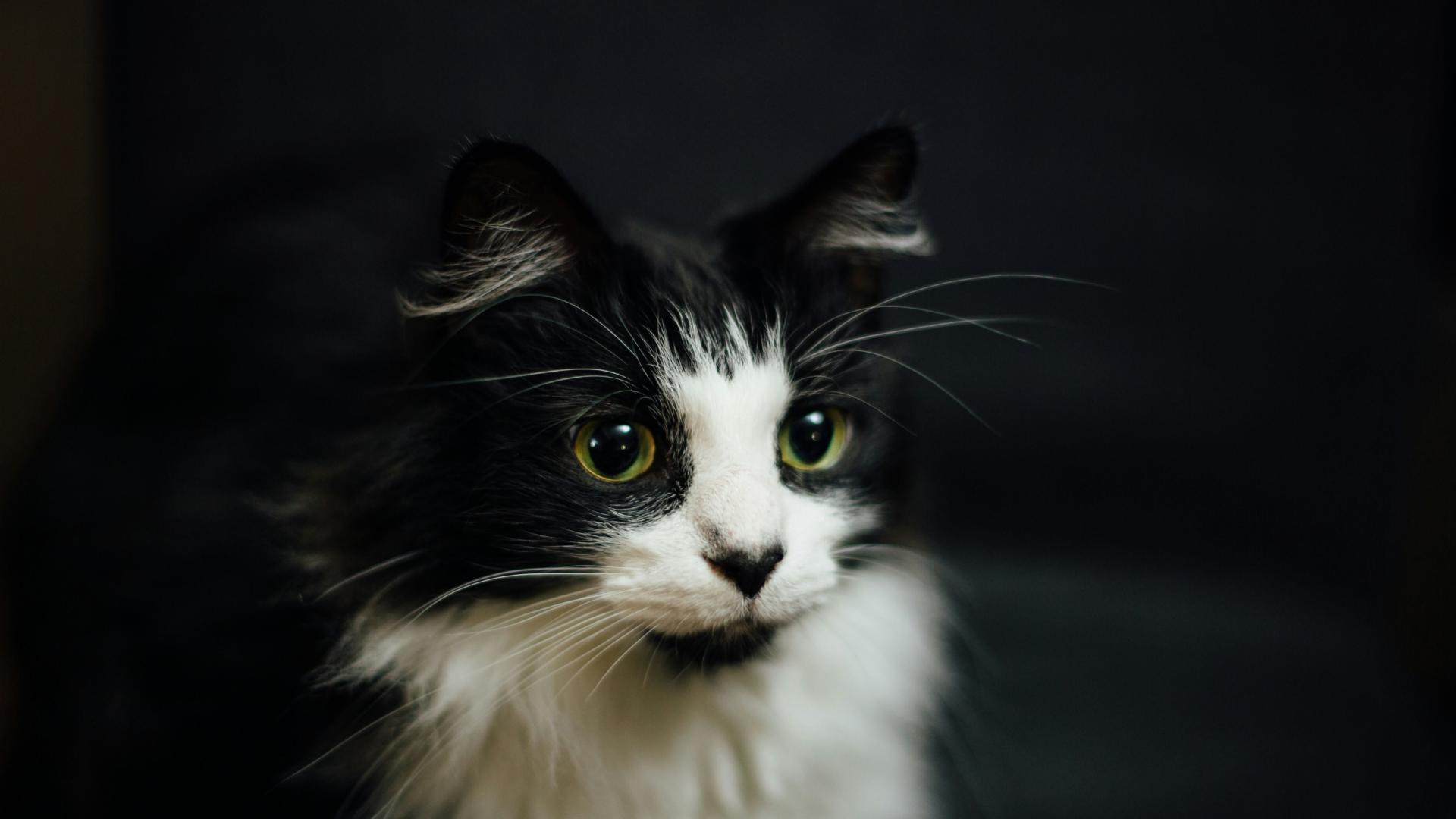 比较好的猫粮品牌有哪些？盘点2025年度猫粮推荐排行榜最新最靠谱