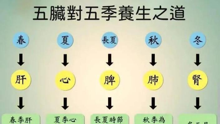 器质与哲学层面：于天地四时中觅脏腑之道