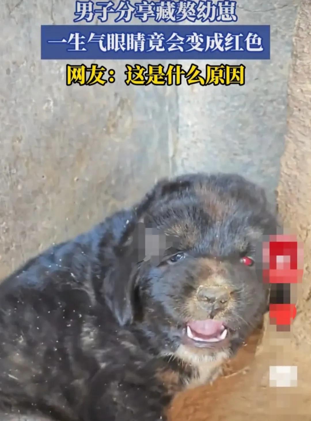 男子看到家里饲养的，藏獒幼崽情绪低落。想转身离开主人。
但主人想逗它玩玩，男子故
