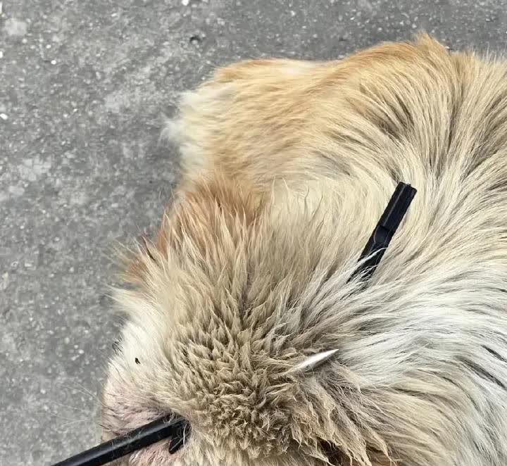 湖北，一名女子在小区里散步的时候，意外发现一只狗狗的额头上，插着一把弩箭，这支箭