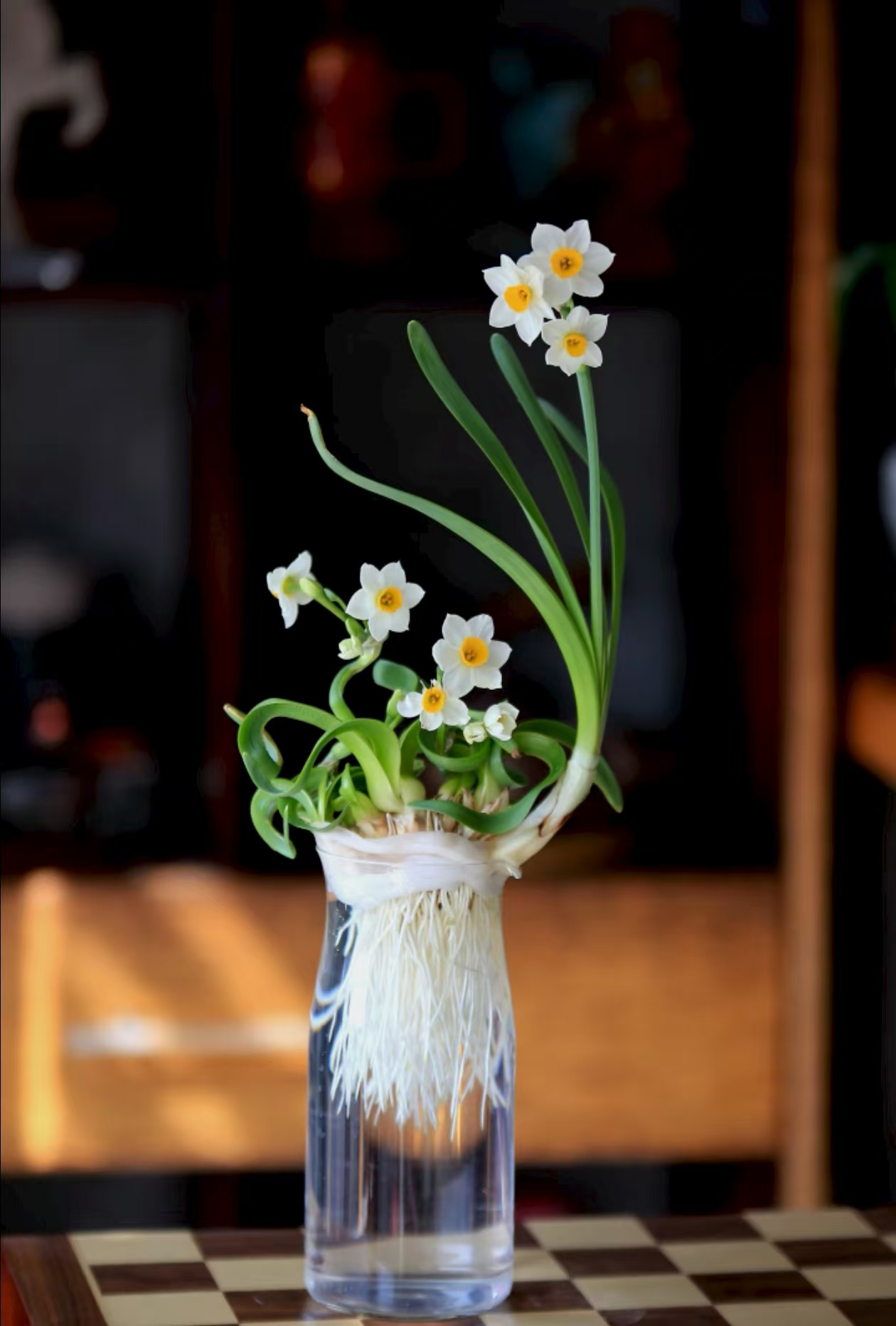 月季与水仙比性子脾气 —— 皮实耐造 VS 娇贵怕冷