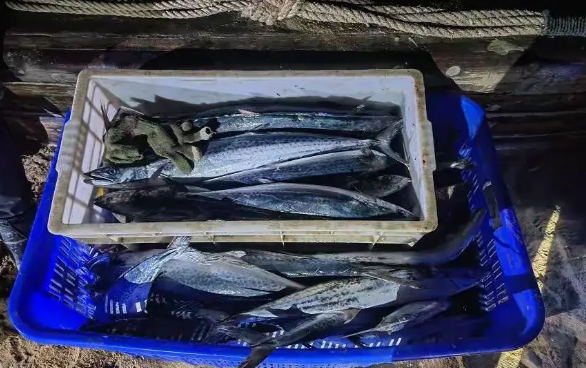 山东烟台，深夜的海面上，海警发现有船只在非法捕捞，他们一边喊话，一边冲过去拦停，