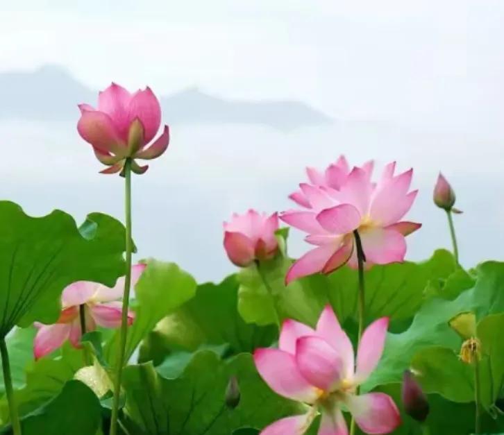 生命的本质是什么？养心情，养心境，养心态
生命的本质是修养内在，而不是粉饰外在。