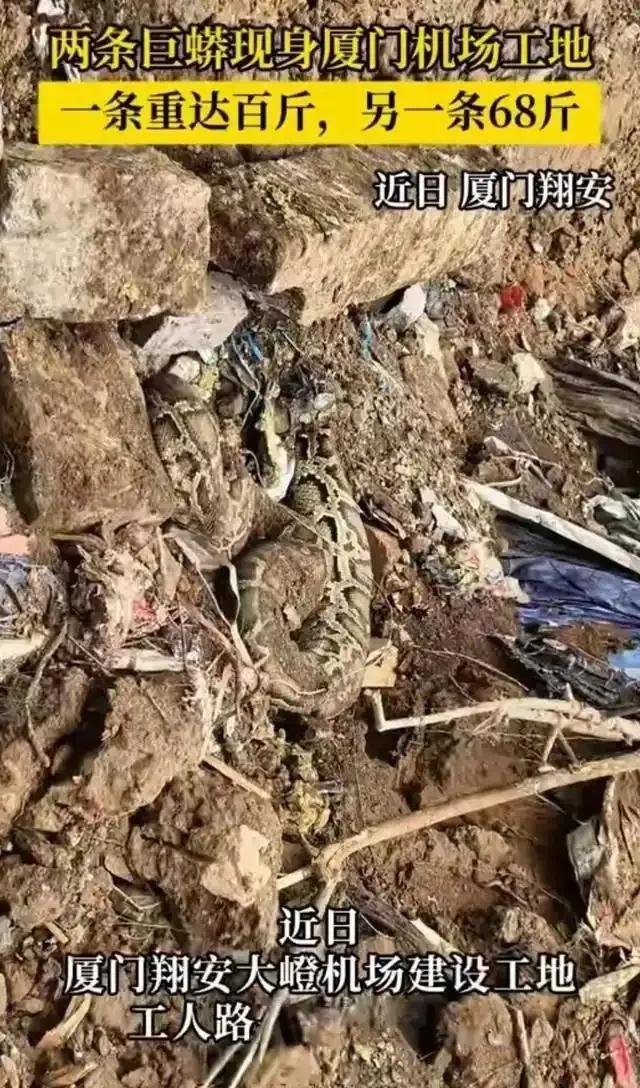 厦门机场工地最近来了俩“狠角色”！翔安大嶝岛施工时，工人正清表呢，草丛里突然窜出