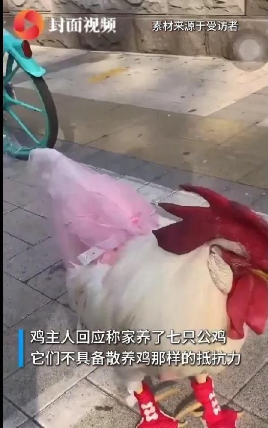 最近社交平台上一只“时髦公鸡”火出圈啦！只见它身披粉色小裙子，脚蹬迷你小鞋子，跟