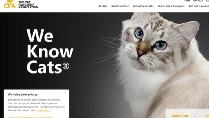 CFA 国际爱猫联合会：百年权威的纯种猫守护者