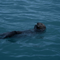 废话文学传播站