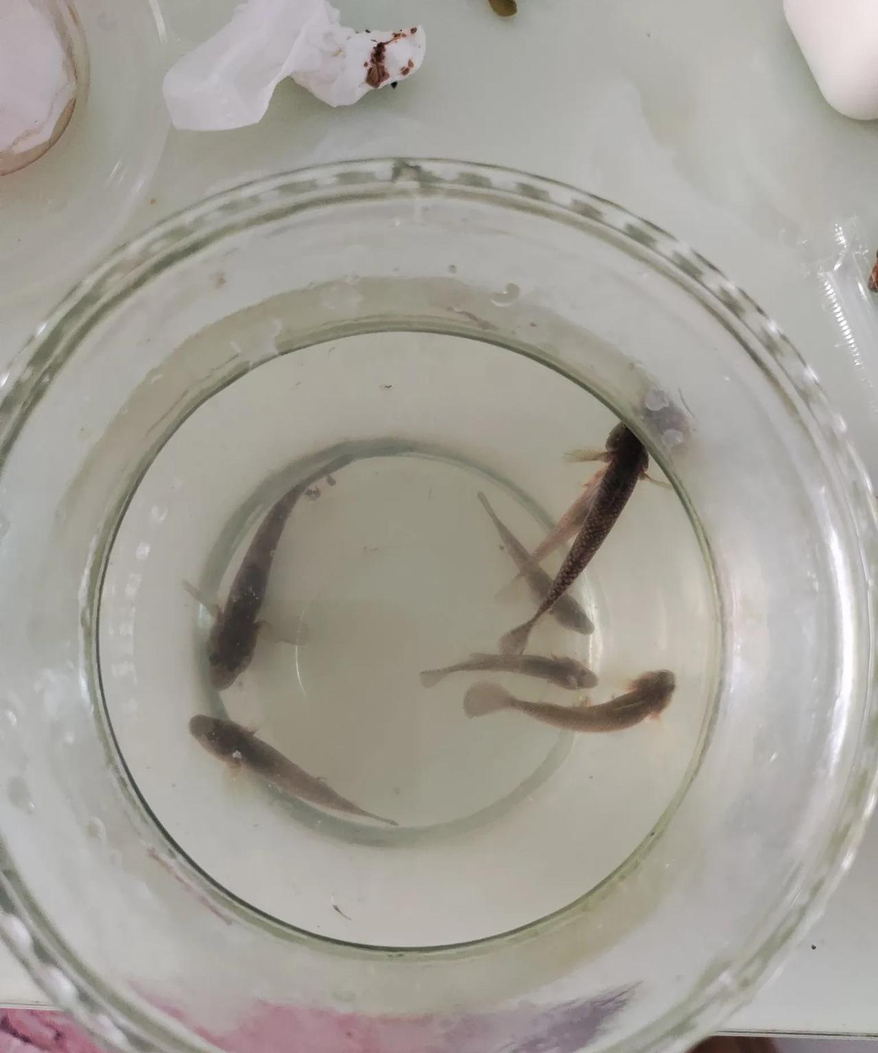 鱼获[捂脸]
下午钓了一个小时，就钓这么几条小杂鱼，怪不得有的钓位几个人在一起钓