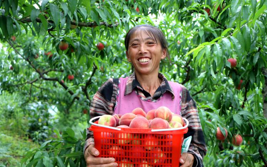 我帮助村民卖滞销的水蜜桃，结果被他们冤枉我挣差价，但当我不卖了，他们就急眼了…