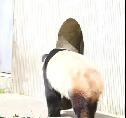 福宝真的是个鬼精灵
本来悠哉悠哉地往家走
一看到兽医在
一个急转弯
掉头就跑
哈