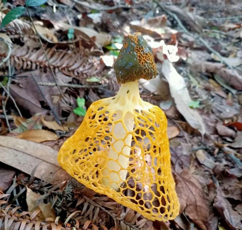 这个蘑菇像一位打扮时髦的女士吗？
今天上山看到个很奇特的东西，仔细观察后才确认是