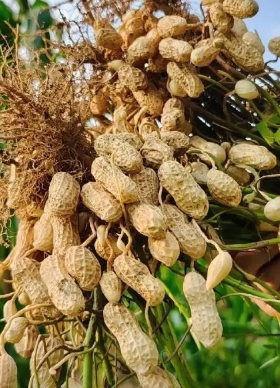 明代引进花生后，全民过敏，硬生生吃出来全民脱敏。
明朝中后期，海外贸易热火朝天，