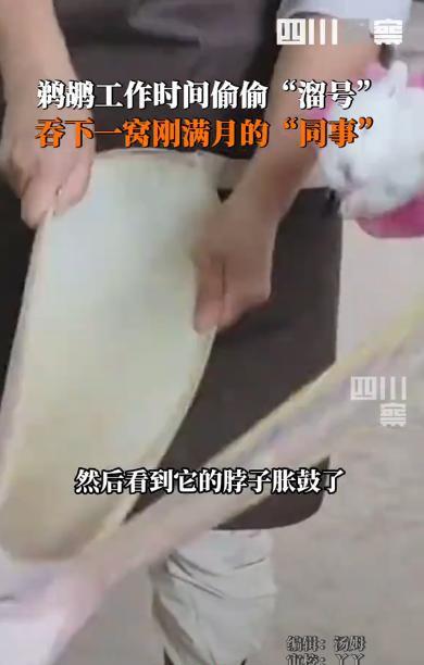 “命运多舛！”四川宜宾，一动物园的鹈鹕趁没人溜进了休息室，偷偷吞下几个兔子“同事