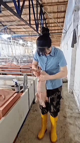 真是太快了！一只活蹦乱跳的小公猪，竟被美女几秒钟做了绝育手术。
既没有手术台，也