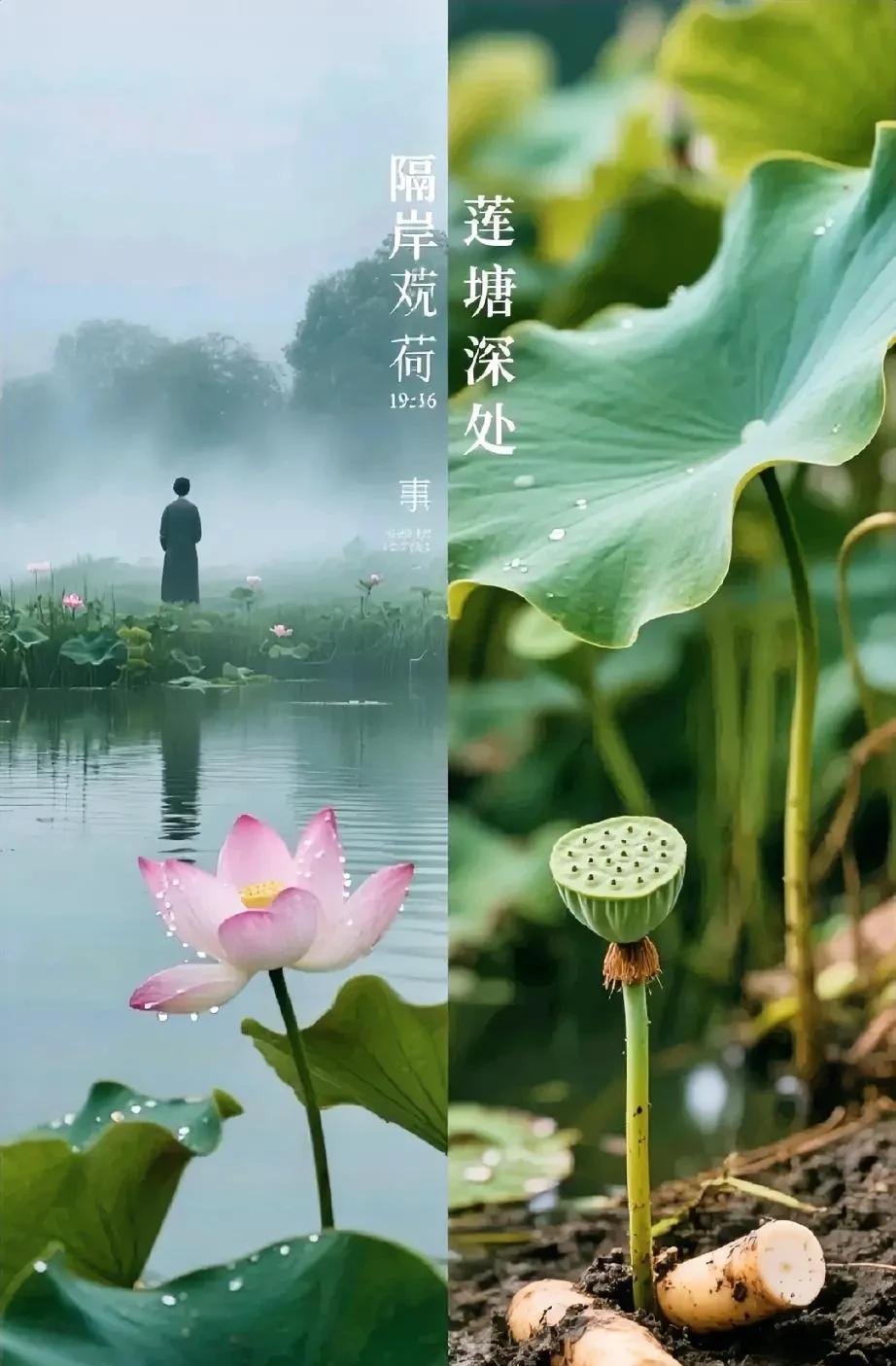 喜欢一个人，如隔岸观荷，只见粉瓣亭亭，碧叶田田，眼里心上都是那抹不染尘的惊艳。终