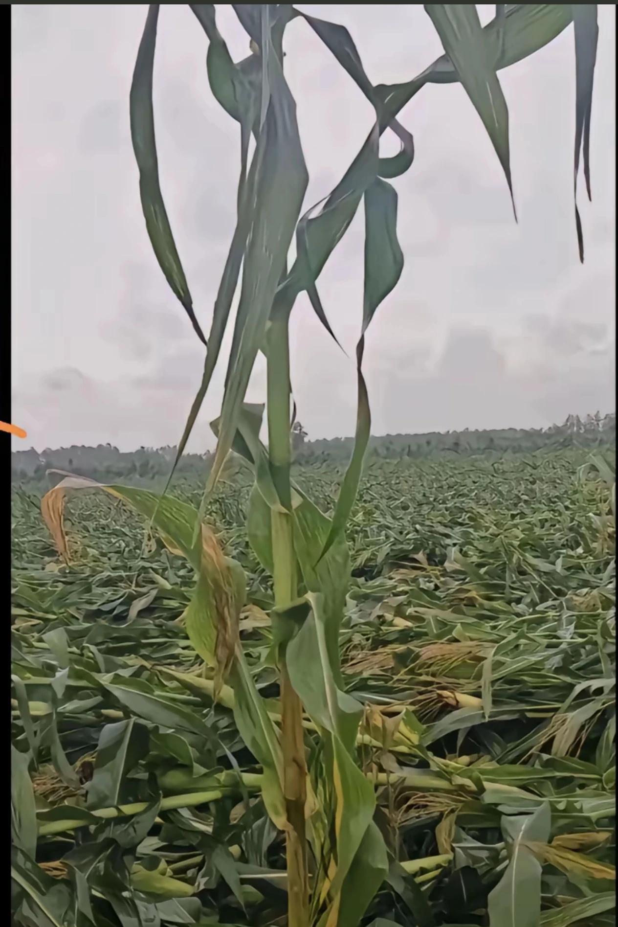 雨田君说:  台风过后，我家的玉米一颗没倒。