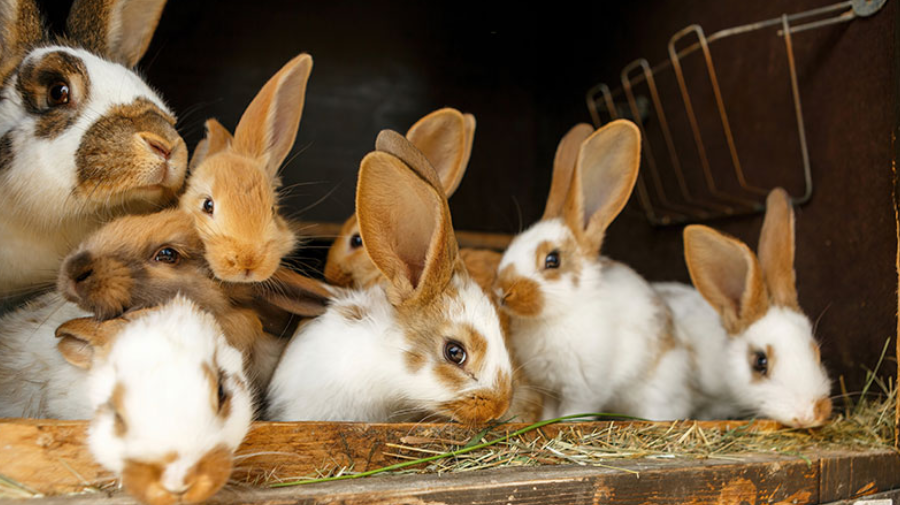 兔子的主食真的是胡萝卜吗？我们被骗了好多年！