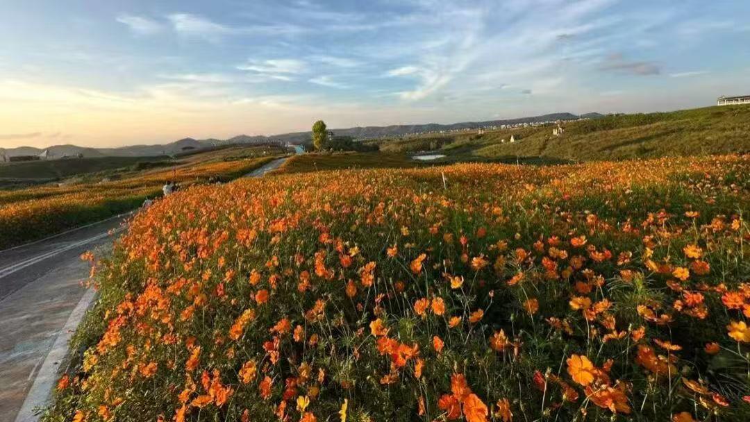 贵州花溪高坡花海进入最佳观赏期 漫山绚烂引打卡热潮