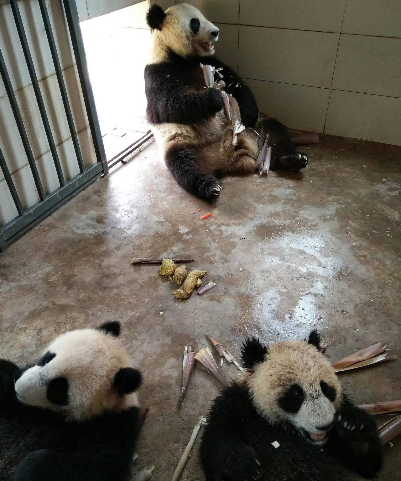 一堆屎，硬生生把大熊猫海子妈妈和丁丁、酉酉分开，哈哈哈哈
原来超酷的丁丁小时候还