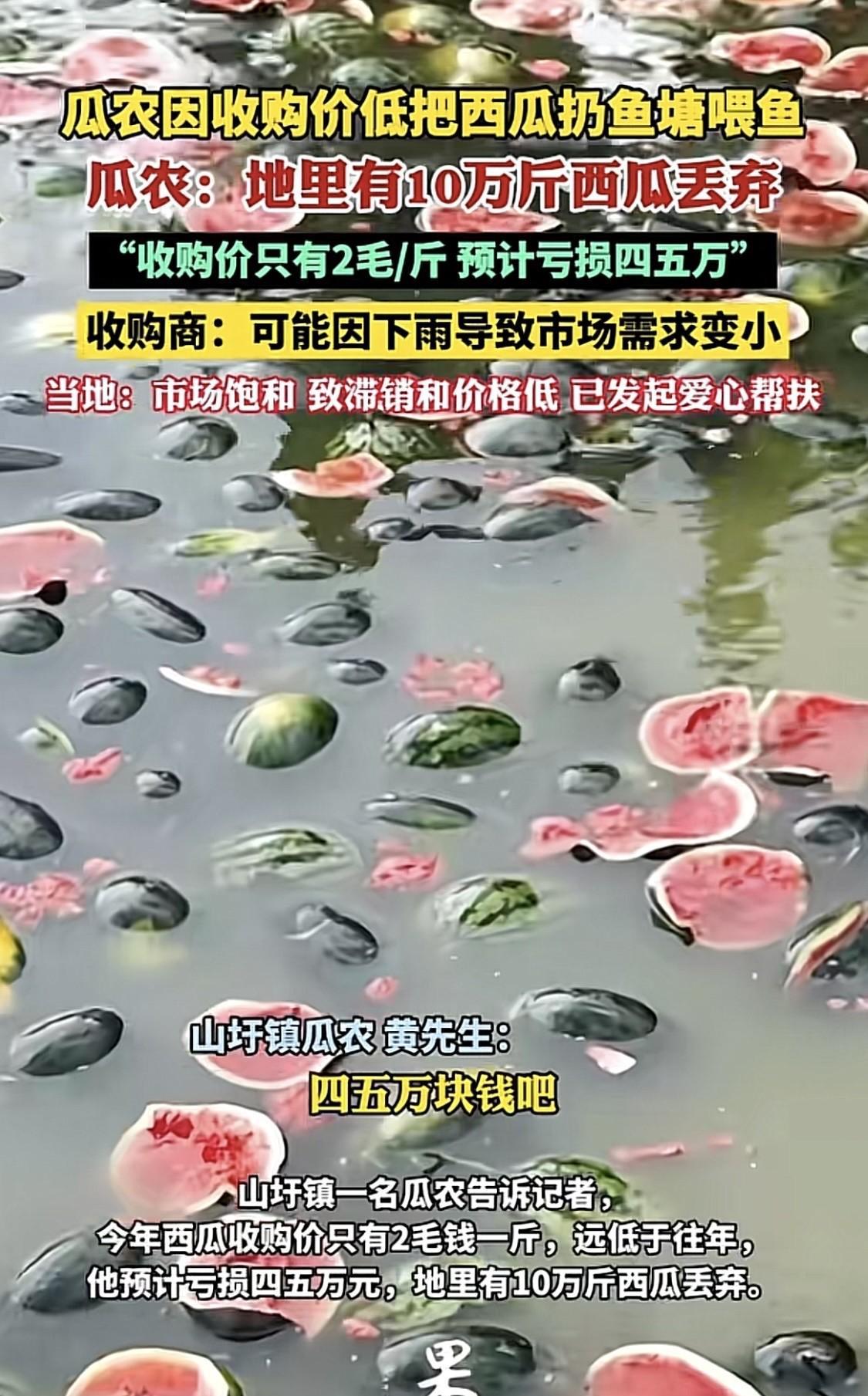 广西，一瓜农因为收购价太低，只有2毛钱一斤，他气得把烂在地里的西瓜全部扔进池塘喂