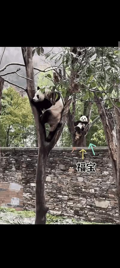 哈哈哈此时站在远处的福宝
内心是崩溃的
眼神是羡慕的
姐姐原来你是这么爬树的呀