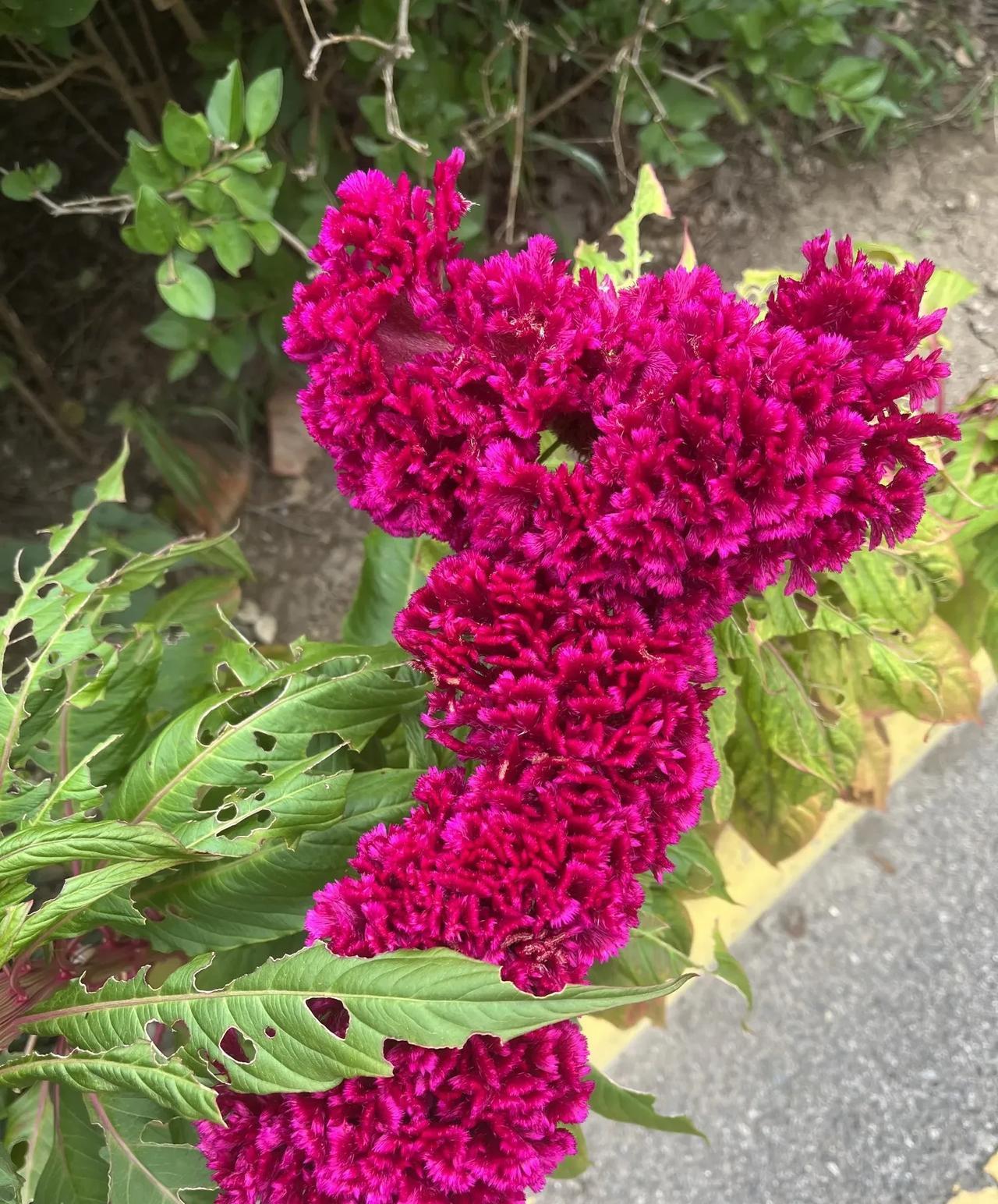 图中的花是鸡冠花。鸡冠花，因花序形似鸡冠而得名，花色丰富，有深红、紫红等。它的叶