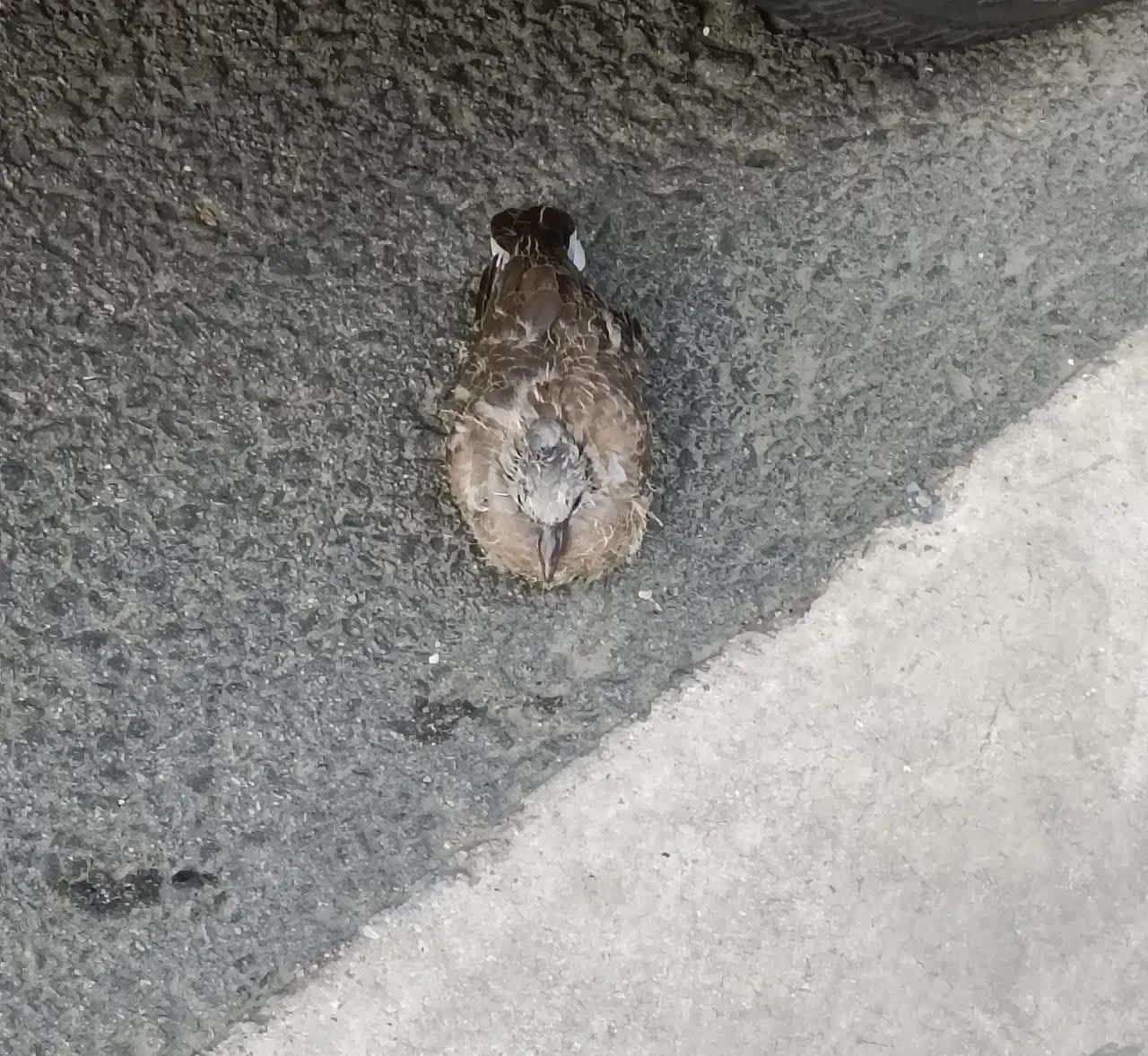 江苏，一名女子早上出门上班的时候，意外发现小区里一辆车的前轮旁边，蜷缩着一只小鸟