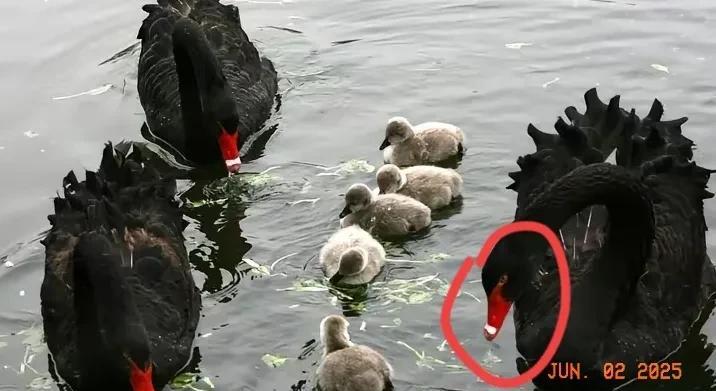 杭州湿地现“天鹅离婚案”！原配绝食3天，游客组团骂“渣鹅”
一对相伴5年的疣鼻天