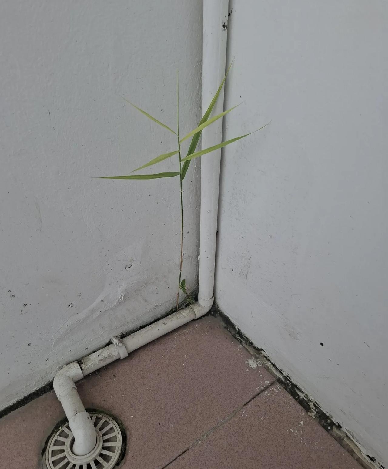 一颗小草的倔强