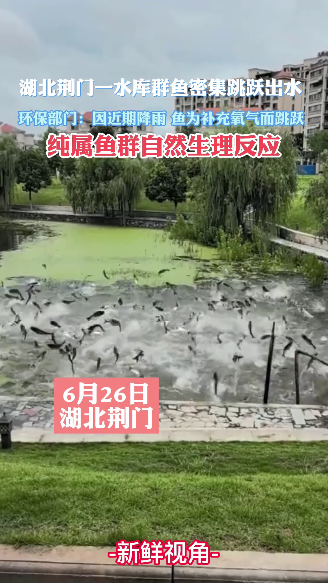 湖北荆门一水库群鱼密集跳跃出水 官方：纯属鱼群自然生理反应