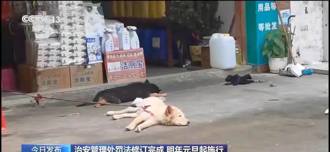 严惩违法出售饲养烈性犬，法规修订完成明年元旦执行。
央视报道，治安管理处罚法已经
